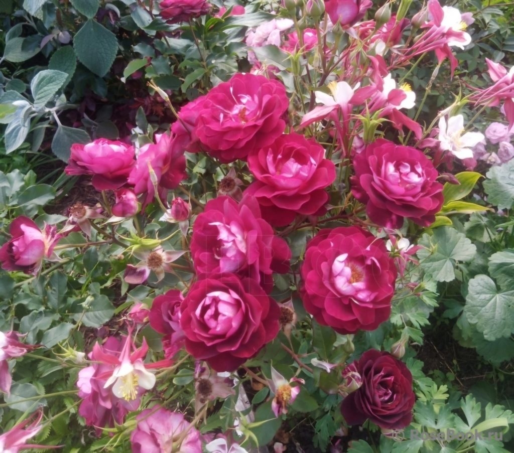 Роза Лия Меж 4