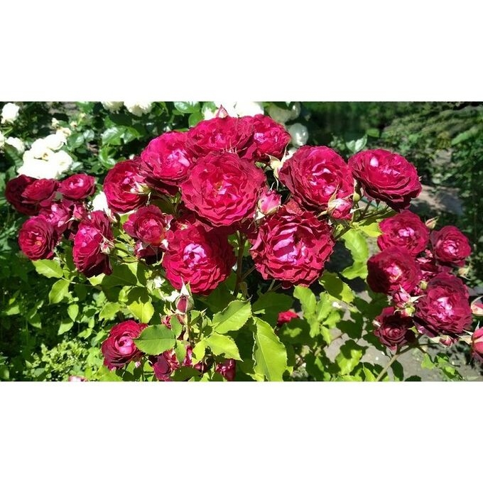 Роза Лия Меж 5