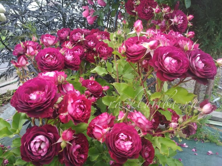 Роза Лия Меж 6