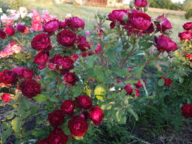 Роза Лия Меж