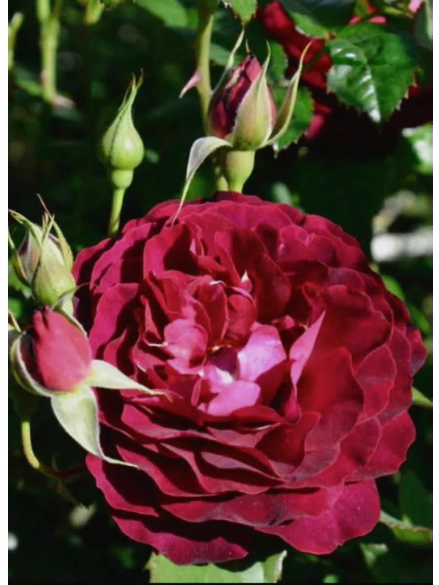 Роза Лия Меж 3