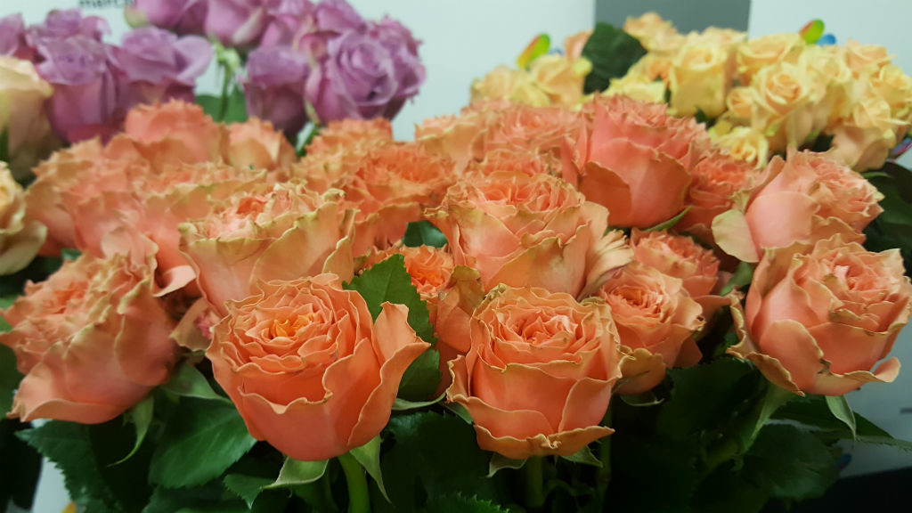 Роза Лоис Лейн 2