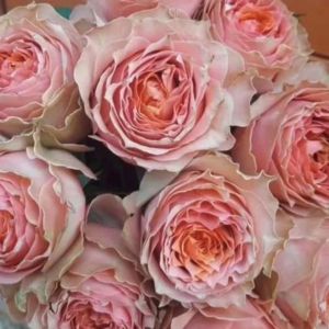 Роза Лоис Лейн