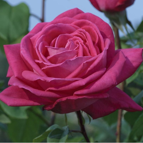 Роза Лолита 3