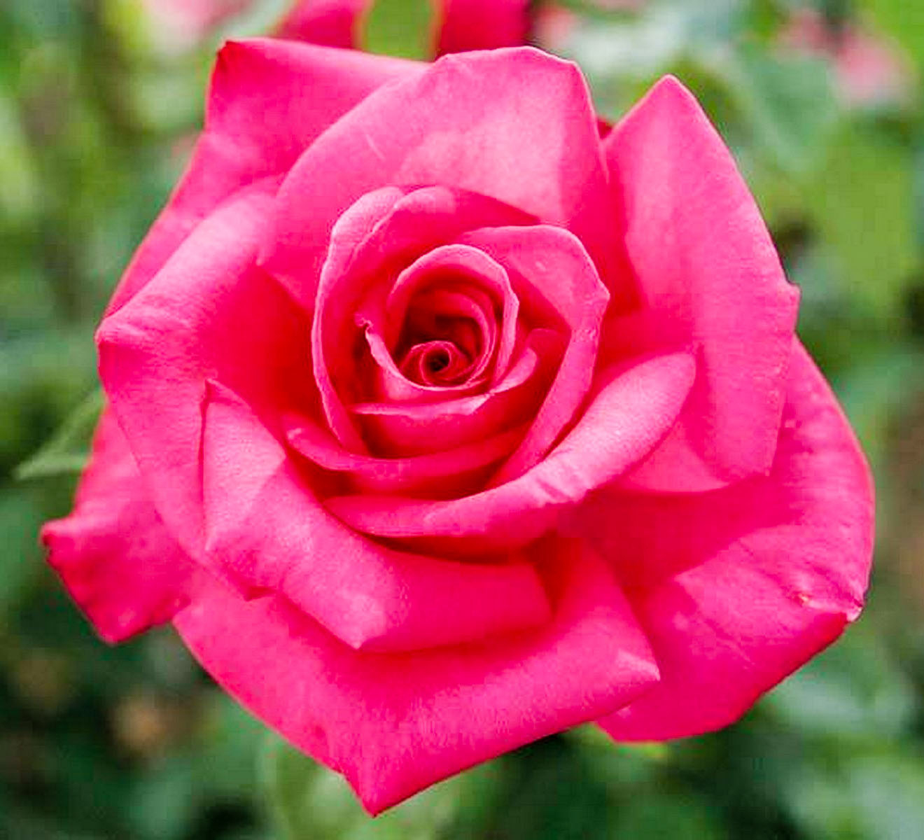 Роза Лолита 4