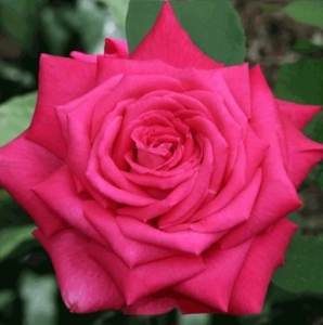 Роза Лолита