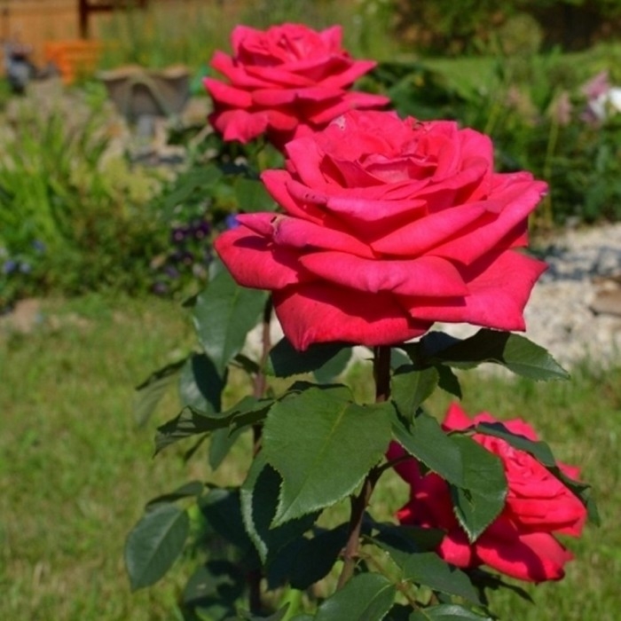 Роза Лолита Лемпика 3