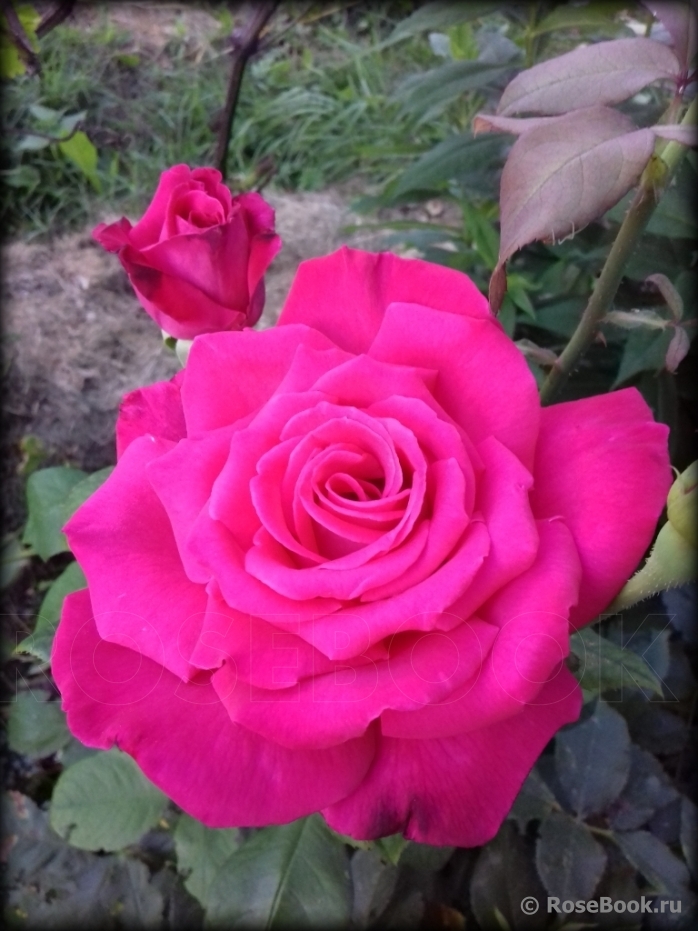 Роза Лолита Лемпика 4