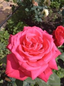 Роза Лолита Лемпика