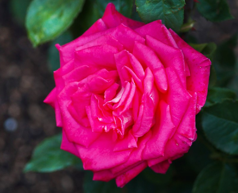 Роза Лолита Лемпика 2