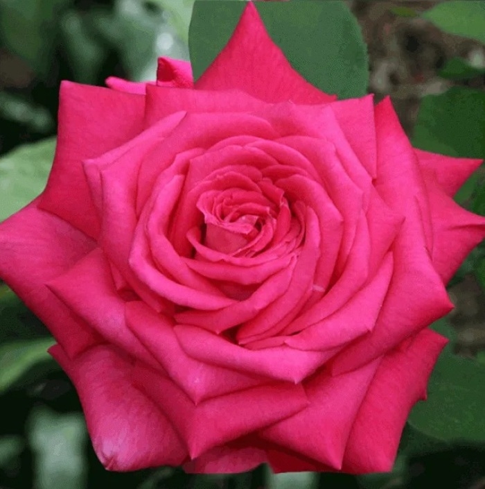 Роза Лолита