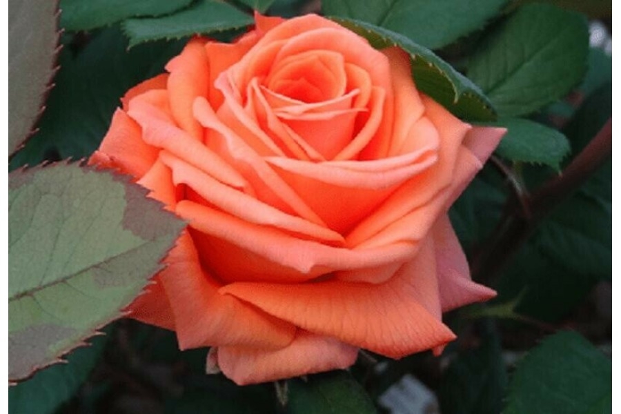 Роза Лоллипоп 3