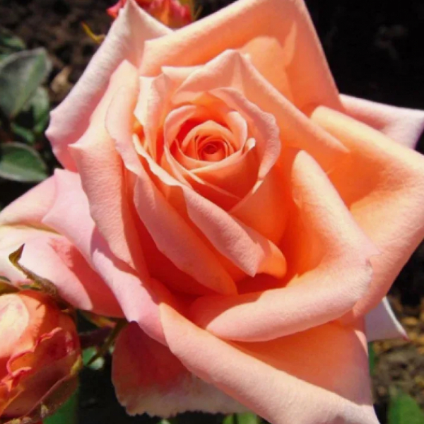 Роза Лоллипоп 2