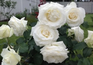 Роза Ломоносов (Пьер Ардити)