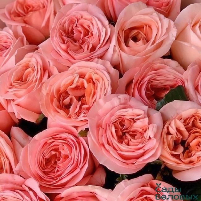 Роза Лондон Ай 4