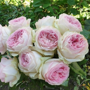 Роза Лорена Саммерхаус