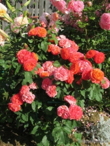 Роза Лоренцо Вайсман