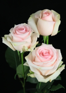 Роза Лорейн