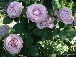 Роза Лугдунум