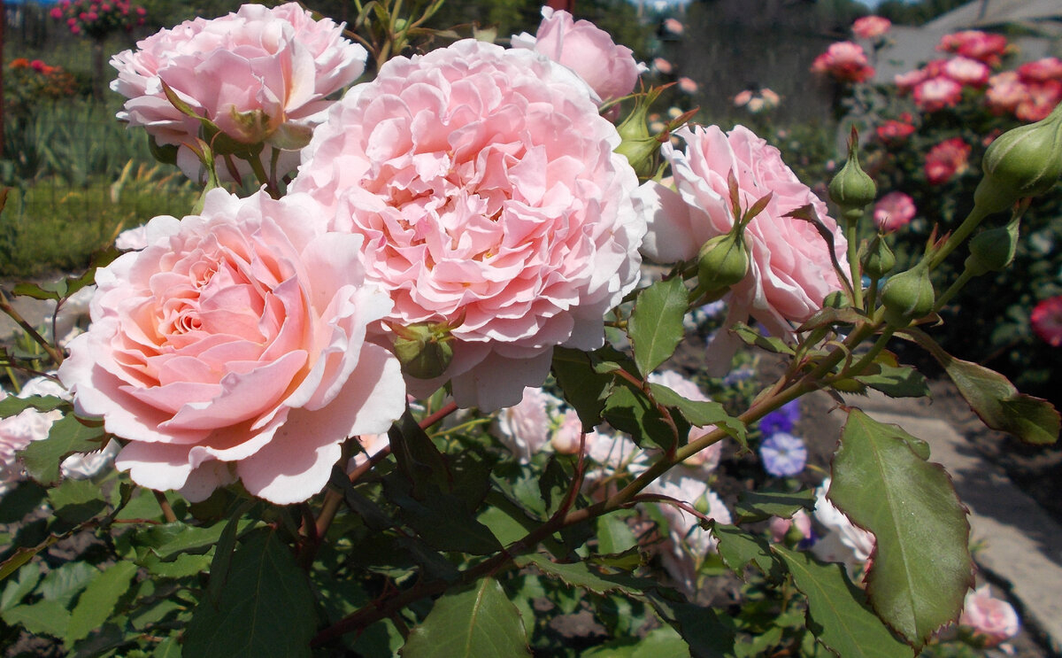 Роза Луиза де Марийяк 3