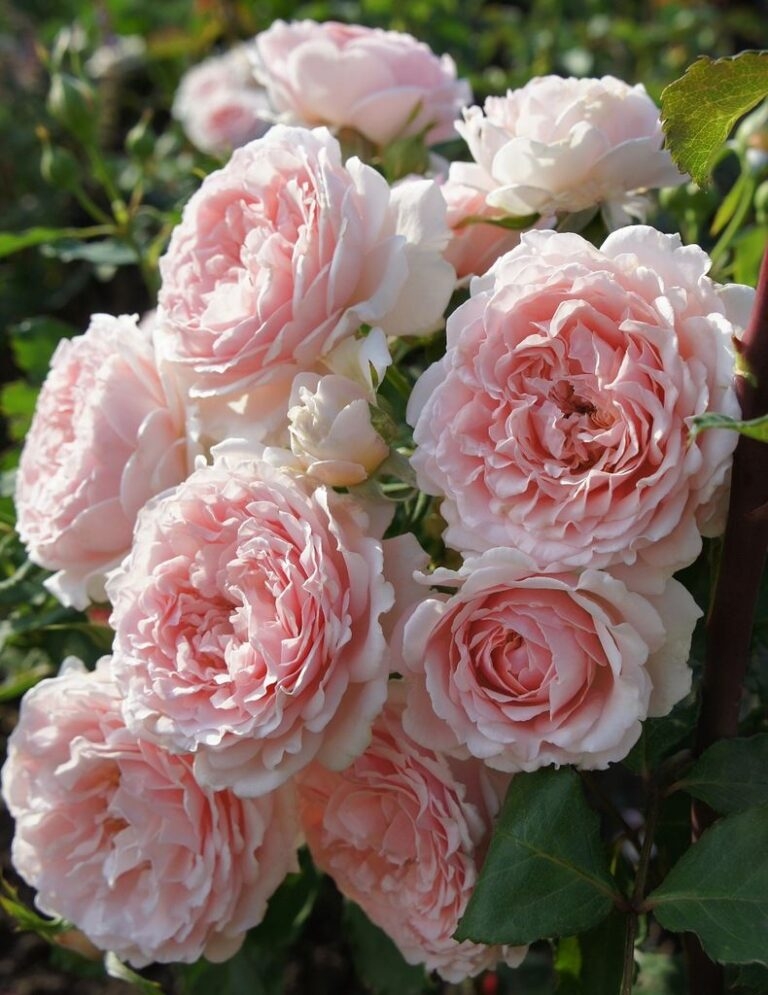 Роза Луиза де Марийяк 4