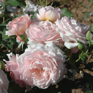 Роза Луиза де Марийяк