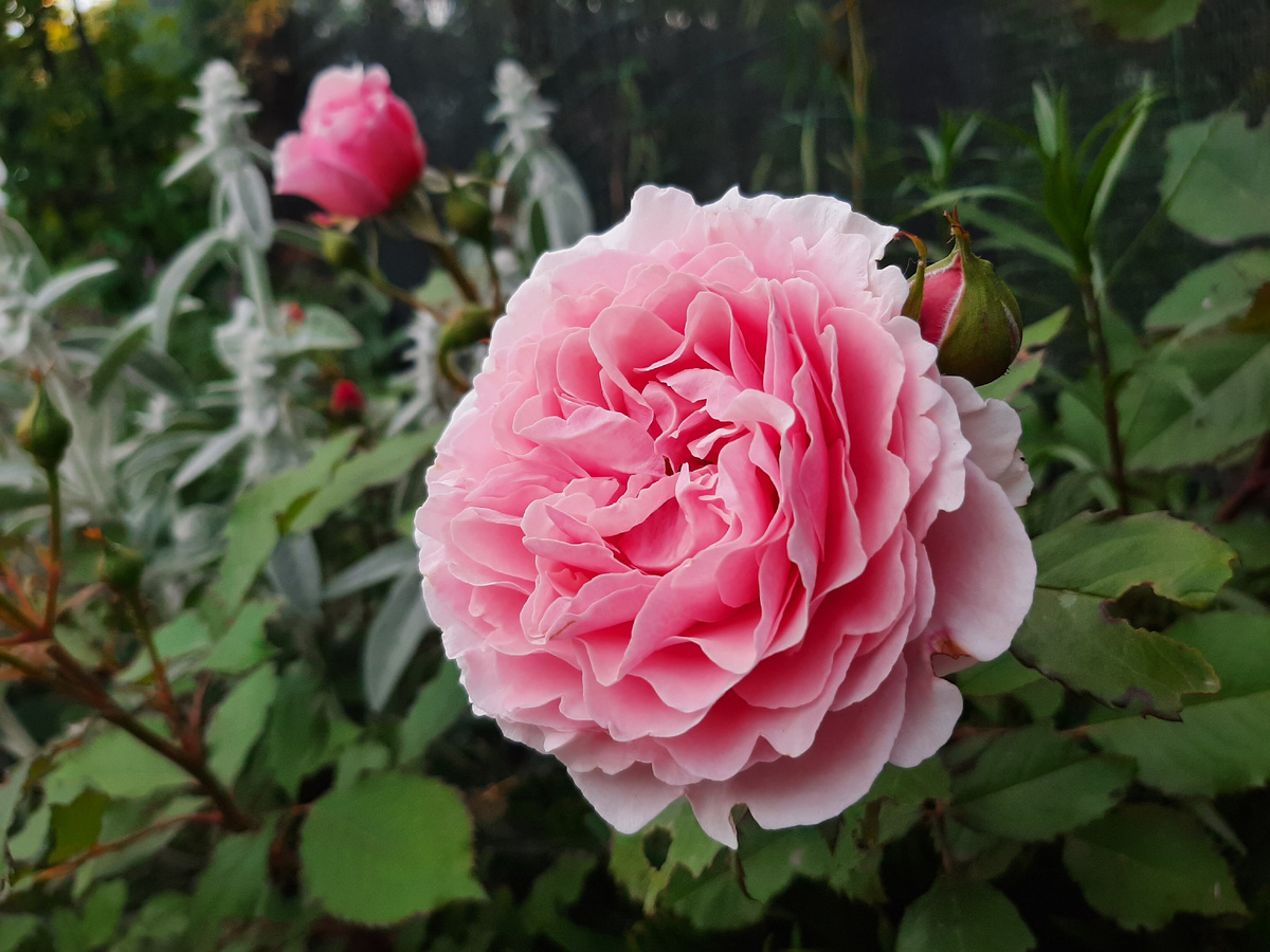 Роза Луиза де Марийяк 6