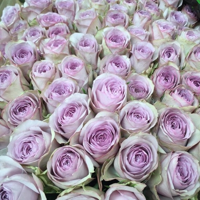 Роза Луллаби 4