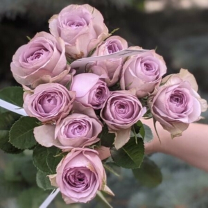 Роза Луллаби