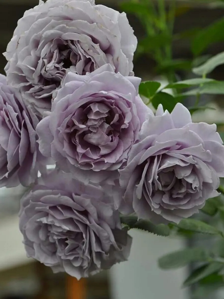 Роза Луллаби 3