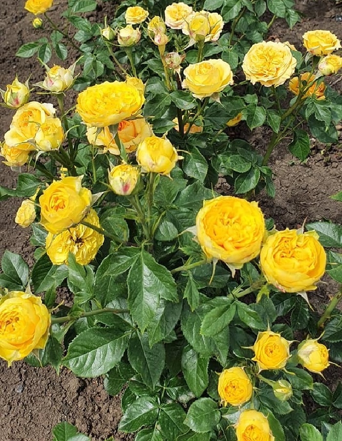 Роза Луна Трендсеттер 2