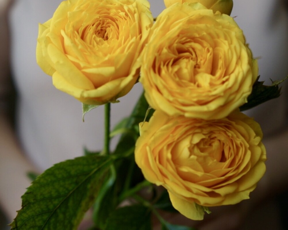 Роза Луна Трендсеттер 4