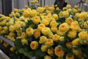 Роза Луна Трендсеттер