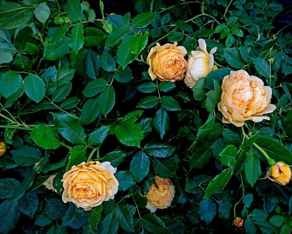 Роза Луна Трендсеттер 5