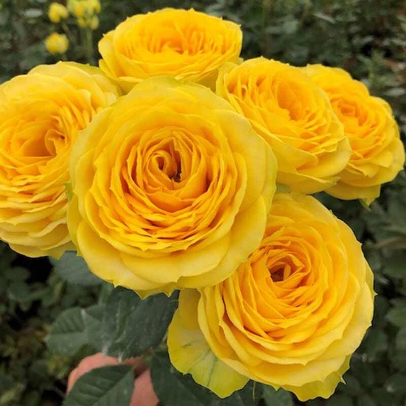 Роза Луна Трендсеттер 6