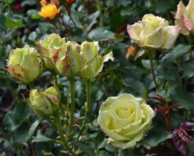 Роза Лувиана 4