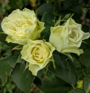 Роза Лувиана