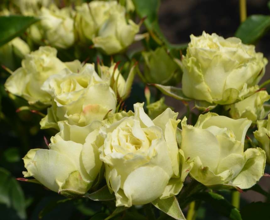 Роза Лувиана 5