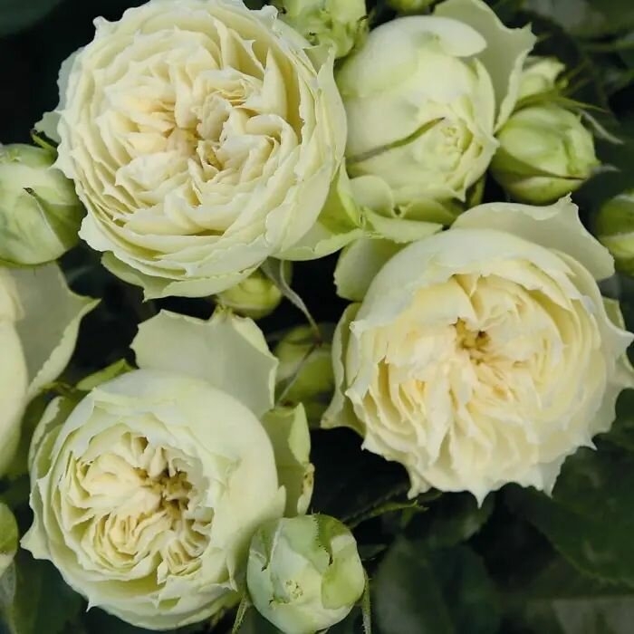 Роза Лувиана 6