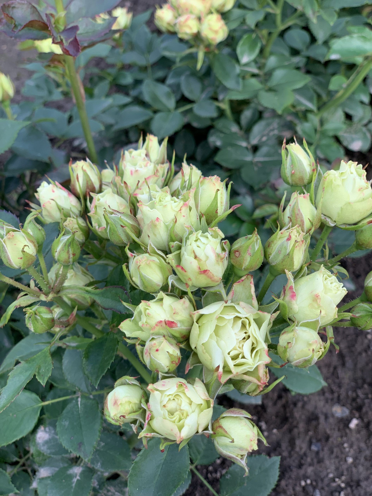 Роза Лувиана 2