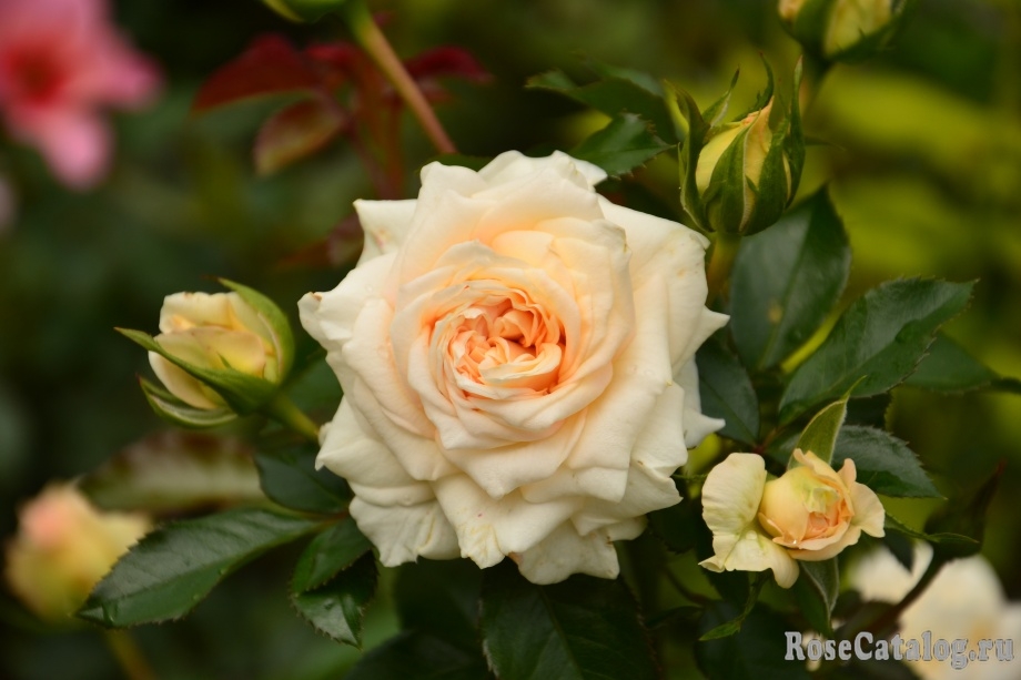 Роза Ля Калиссон 3