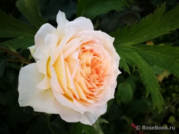 Роза Ля Калиссон 5