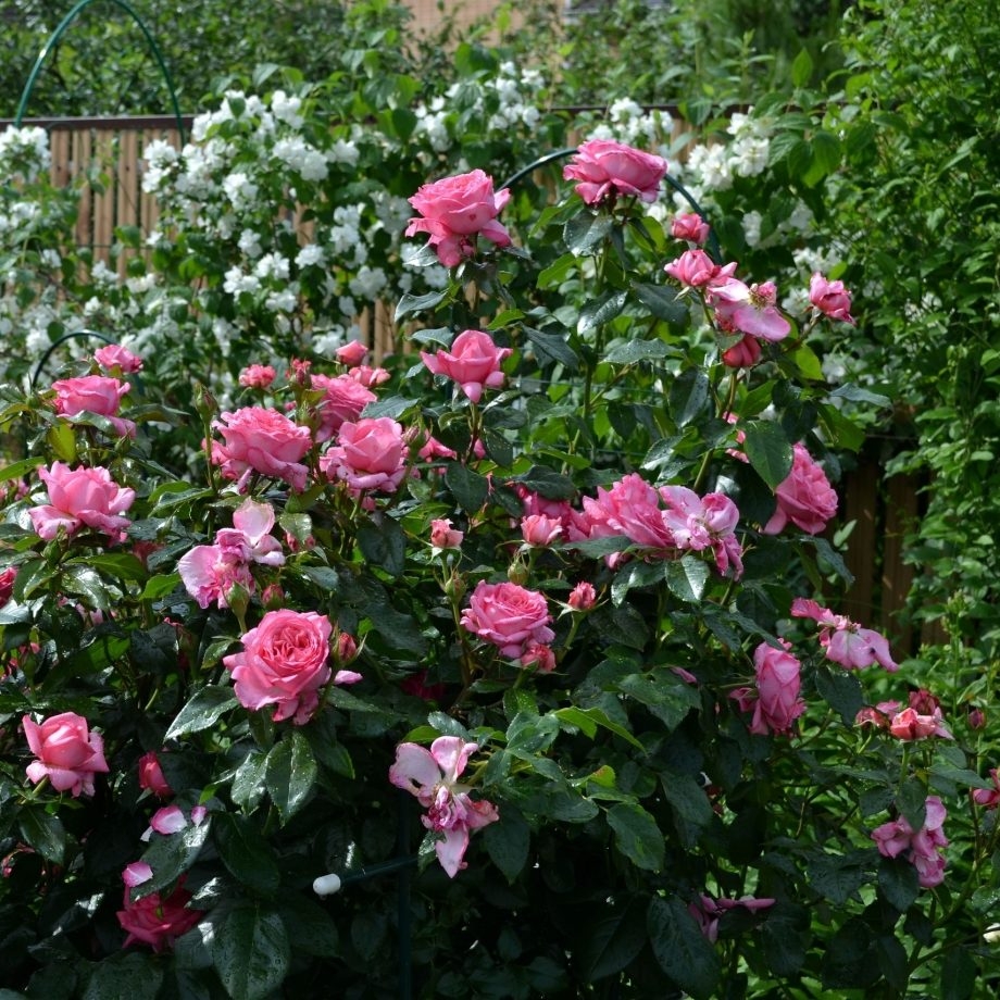 Роза Ля Роз де Молинар 4