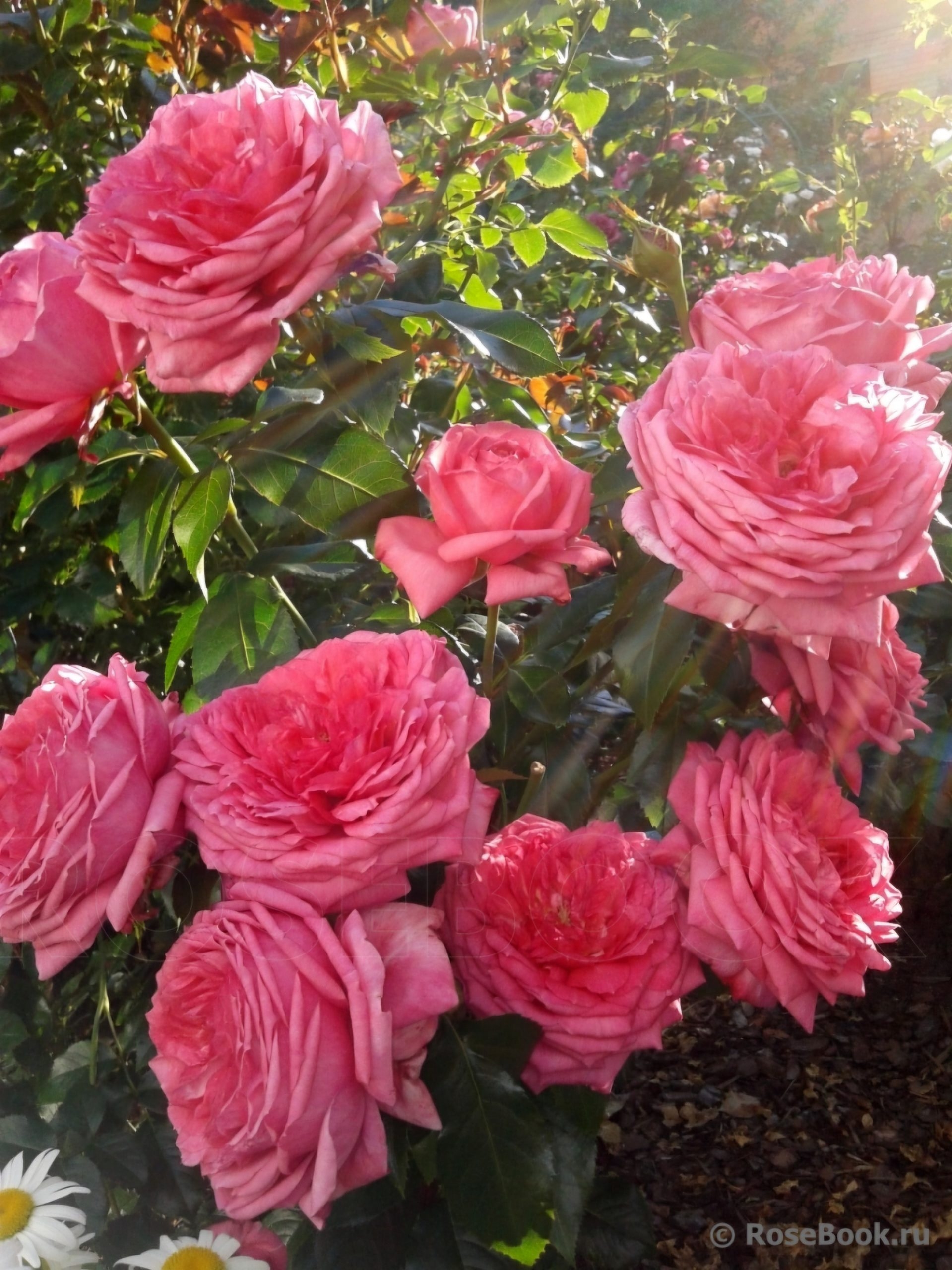 Роза Ля Роз де Молинар 5