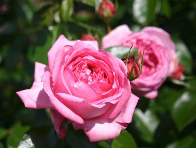 Роза Ля Роз де Молинар