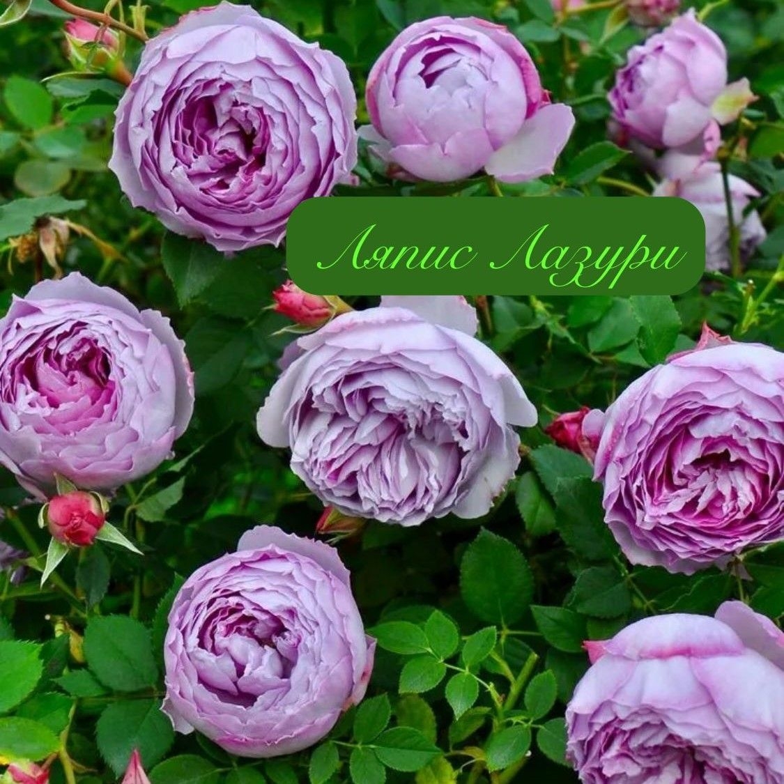 Роза Ляпис Лазули 2