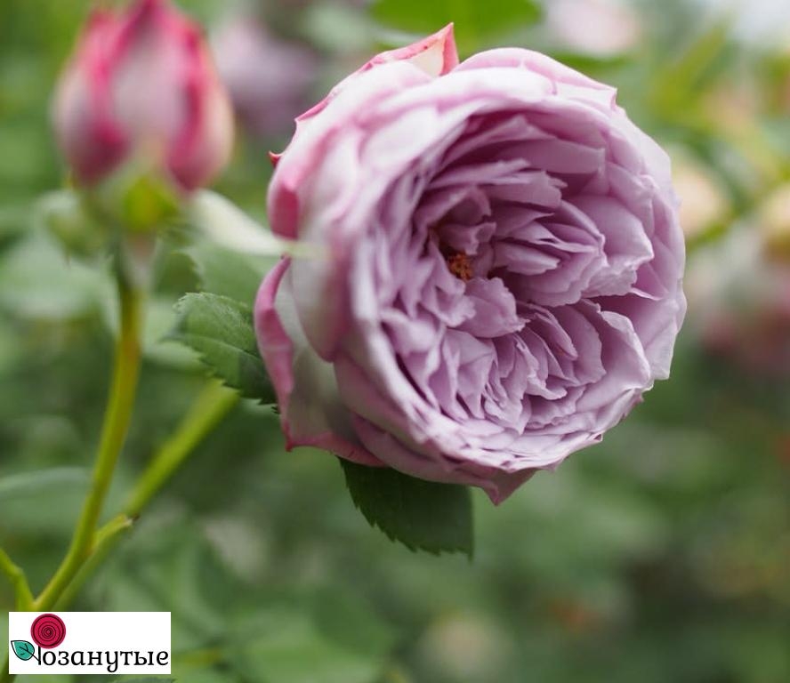 Роза Ляпис Лазули 3