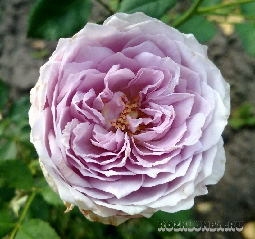 Роза Ляпис Лазули 4