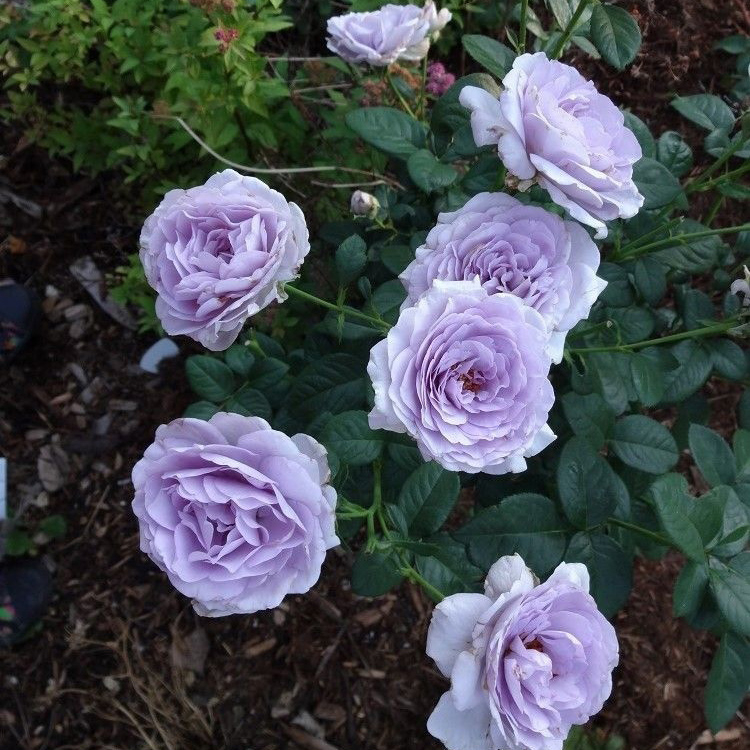 Роза Ляпис Лазули 5