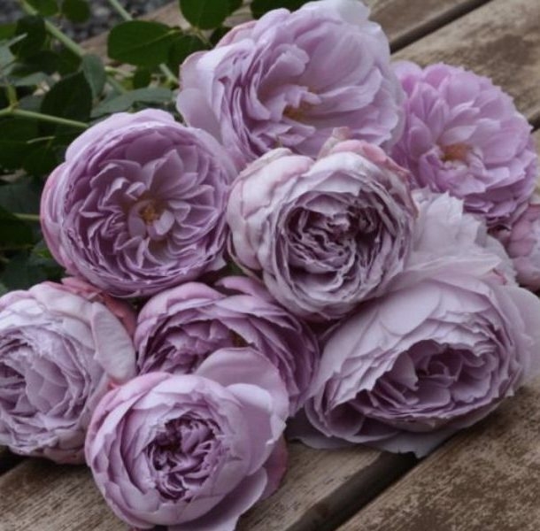 Роза Ляпис Лазули